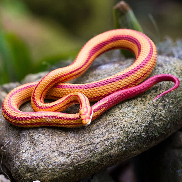 This coiled snake figurine is 5 ¼ inches long and 1 inch tall, making it a little larger than a soda can on its side. Its paint reflects the striped color morph, with orange and red stripes running down the length of its body. Its underbelly is cream-colored off-white