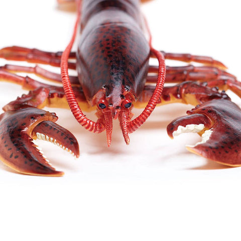 Close up of lobsters face showing his eyes and claws
