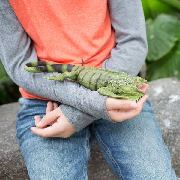 Child holding Iguana