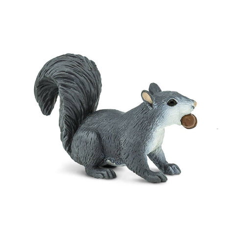 Gray Squirrel with a  nut in his mouth