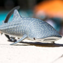 striped gray, blue, or brown skin with white spots, as well as a white underside