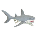 7 inches long and 3 inches wide, our great white shark figurine is a touch larger than a soda can on its side. Almost all sharks have white undersides alongside slate gray skin