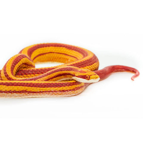 This coiled snake figurine is 5 ¼ inches long and 1 inch tall, making it a little larger than a soda can on its side. Its paint reflects the striped color morph, with orange and red stripes running down the length of its body. Its underbelly is cream-colored off-white