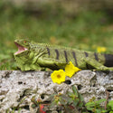 green and black Iguana