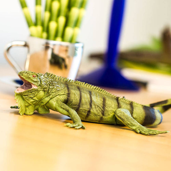 Iguana