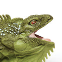 close up of Iguana