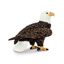 Back view of a bald eagle.