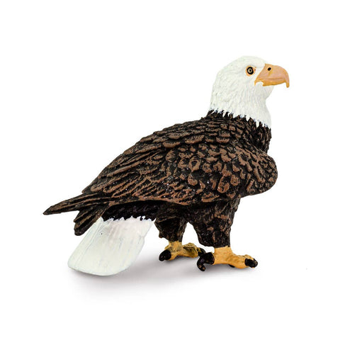 Back view of a bald eagle.