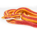 This coiled snake figurine is 5 ¼ inches long and 1 inch tall, making it a little larger than a soda can on its side. Its paint reflects the striped color morph, with orange and red stripes running down the length of its body. Its underbelly is cream-colored off-white