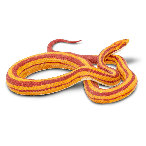 This coiled snake figurine is 5 ¼ inches long and 1 inch tall, making it a little larger than a soda can on its side. Its paint reflects the striped color morph, with orange and red stripes running down the length of its body. Its underbelly is cream-colored off-white