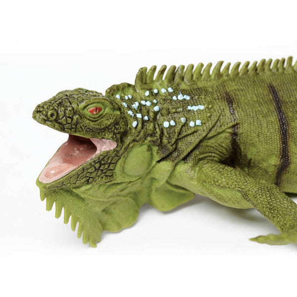 close up of face of iguana. His mouth is open