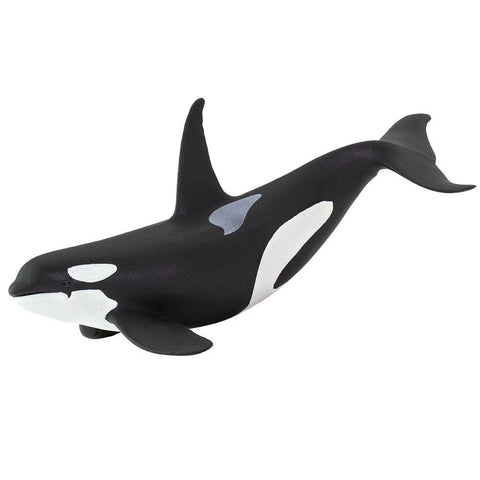 This hand-painted Orca figurine measures 6" from nose to tail, and is 3" tall at the tip of its dorsal fin. It's a little larger than a can of cola. Its colors are black above contrasted with white below, and features the whale's trademark white patches just above and behind each eye