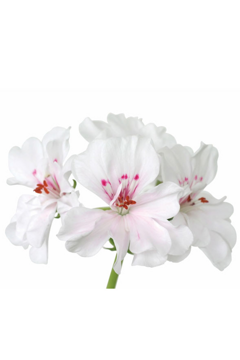 DōTERRA Essential Oil | Geranium EssentialOils DoTERRA
