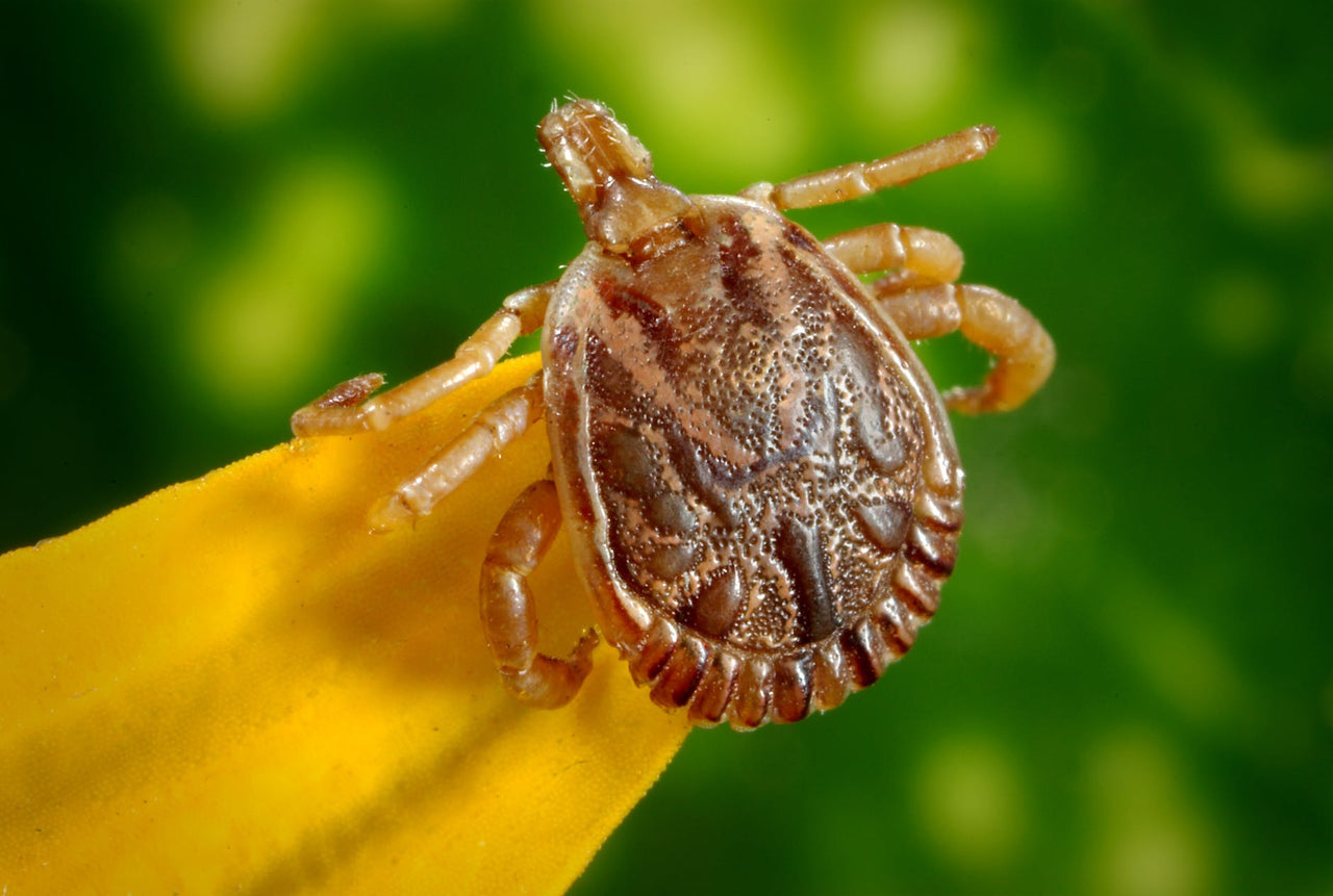 Tick Season is Getting Here Earlier and Spreading Wider than Ever Before