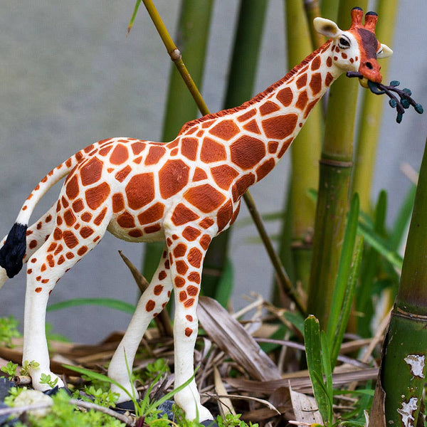 Cream and tan Giraffe with a small branch in his mouth