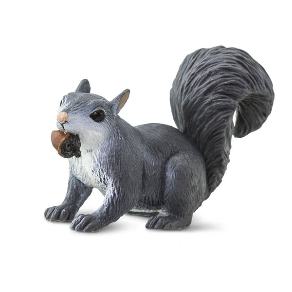 Gray Squirrel with a  nut in his mouth