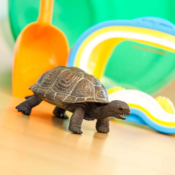 Tortoise Baby with brown shell