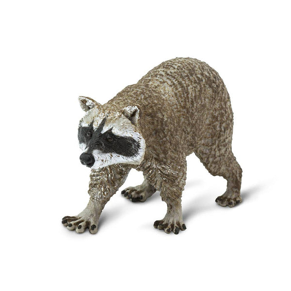 Raccoon with brown fur and black bandit mask with a ringed tail