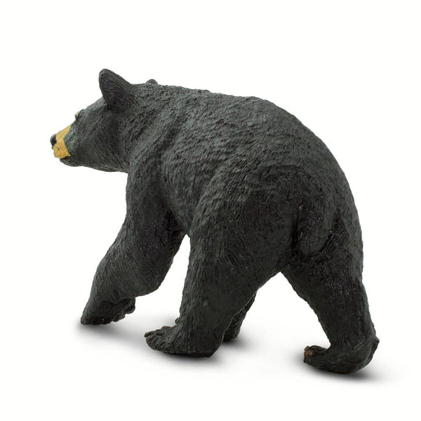 Back of a Black Bear 