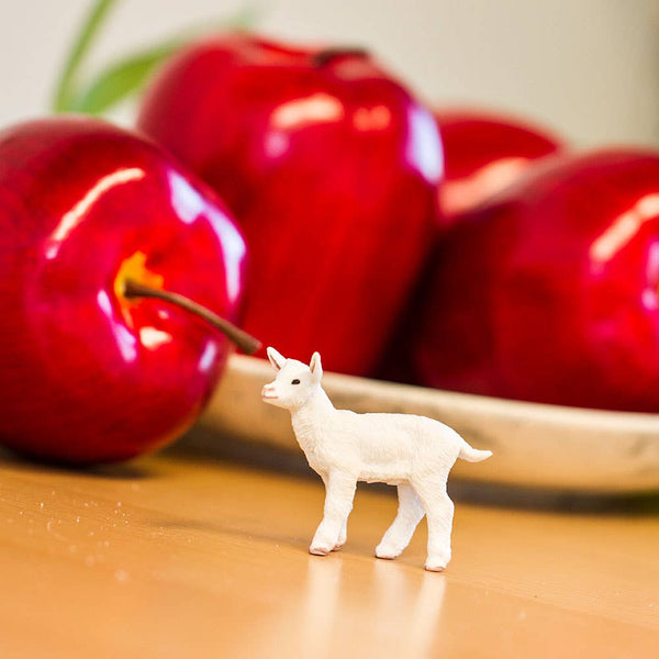 baby goat with apples behind him