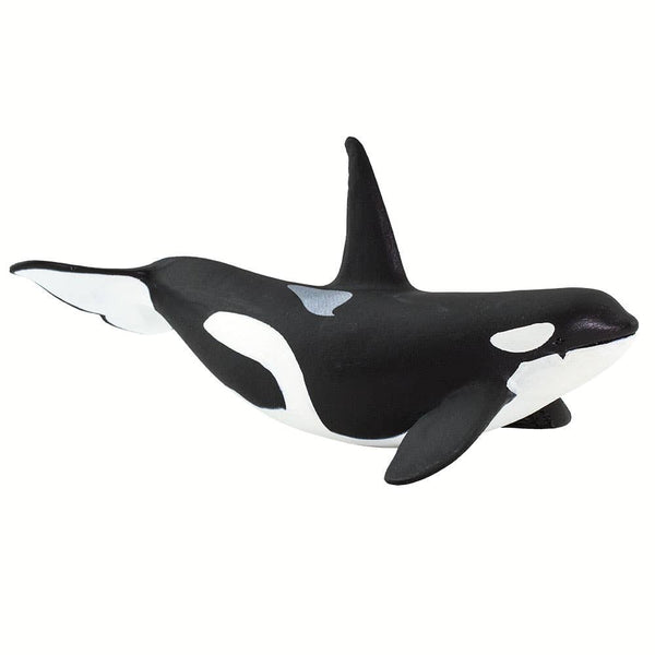 This hand-painted Orca figurine measures 6" from nose to tail, and is 3" tall at the tip of its dorsal fin. It's a little larger than a can of cola. Its colors are black above contrasted with white below, and features the whale's trademark white patches just above and behind each eye