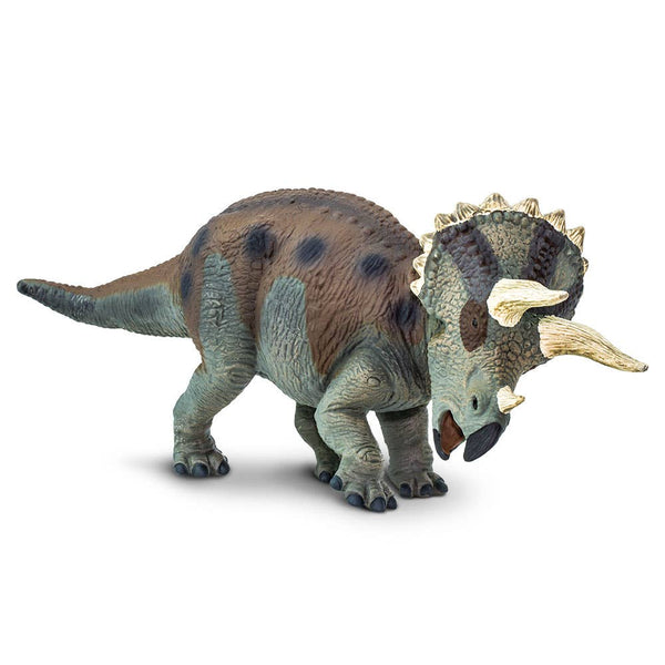 It is mostly dark gray with some earth tone patches to make it difficult for predators to see in the distance. The light gray horns and frill edges would have caught the attention of other Triceratops.