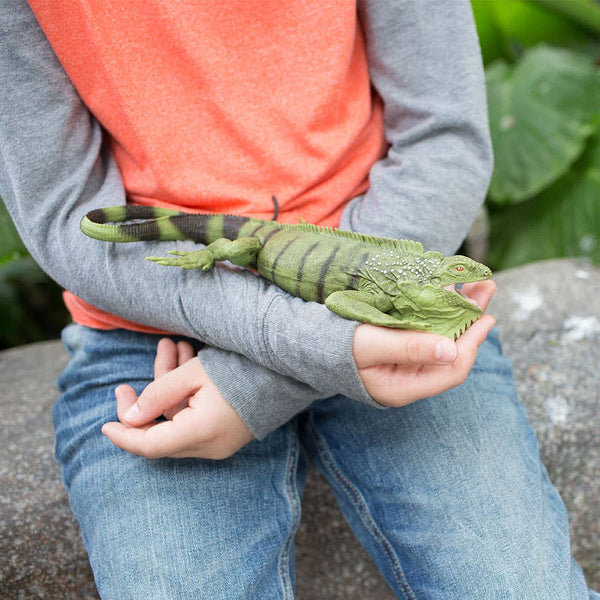 Child holding Iguana