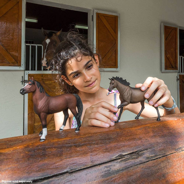 Girl playing with morgan stallion and the mare