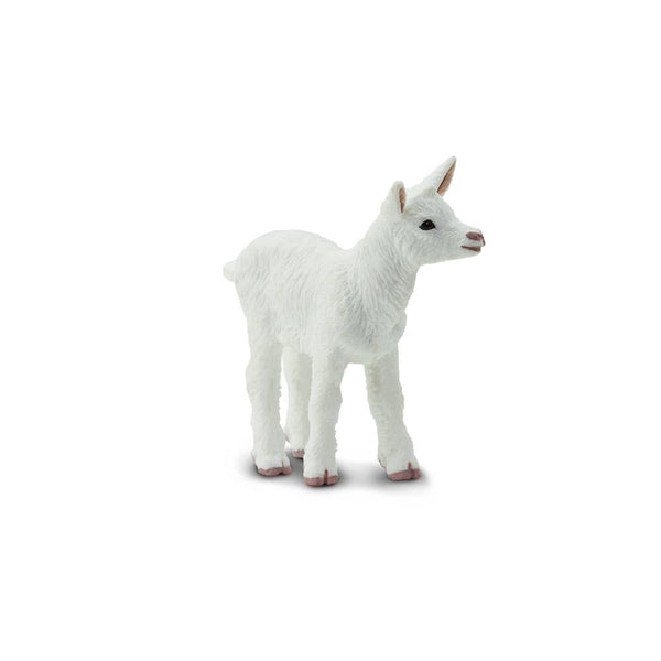 baby white goat