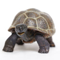 Tortoise Baby with brown shell