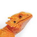 Orange Bearded Dragon