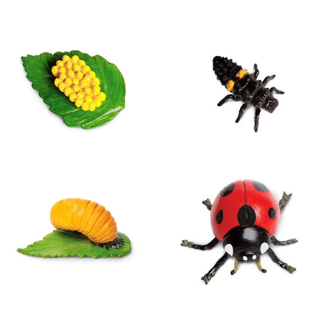 The insect goes through the four stages of metamorphosis, hatching from an egg to become a voracious larva, then forming a pupa from which the colorful ladybug emerges.