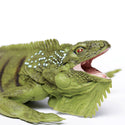 green and black Iguana with his mouth open