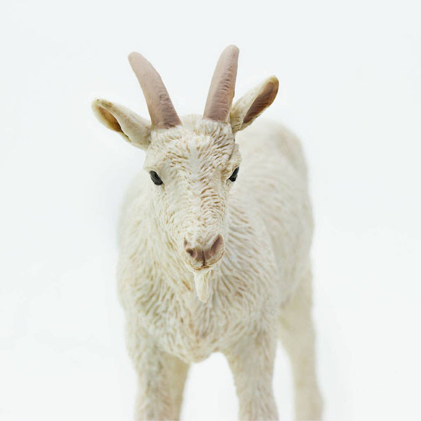 close up of white nanny with horns