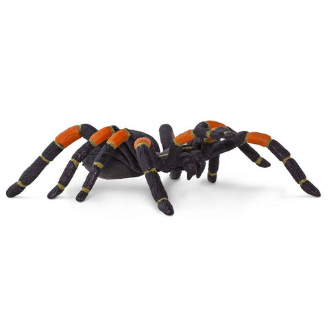 orange-kneed tarantulas are black with orange patches on the joints of their legs