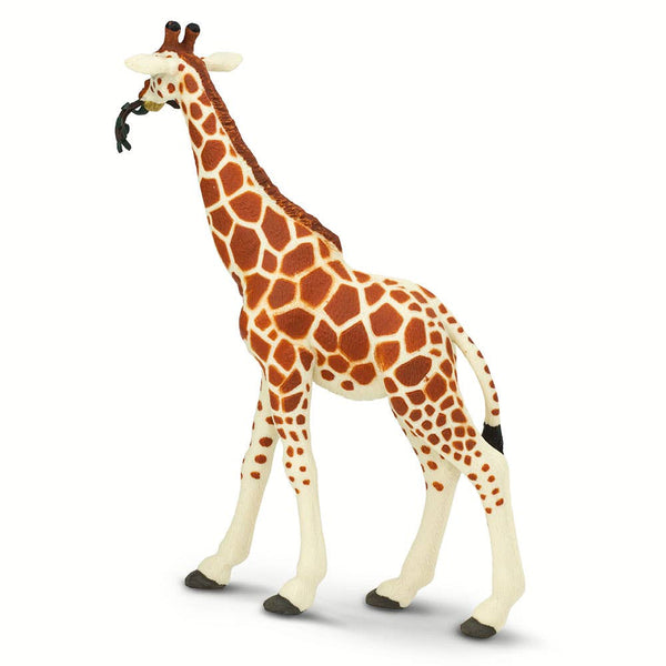 Cream and tan Giraffe with a small branch in his mouth