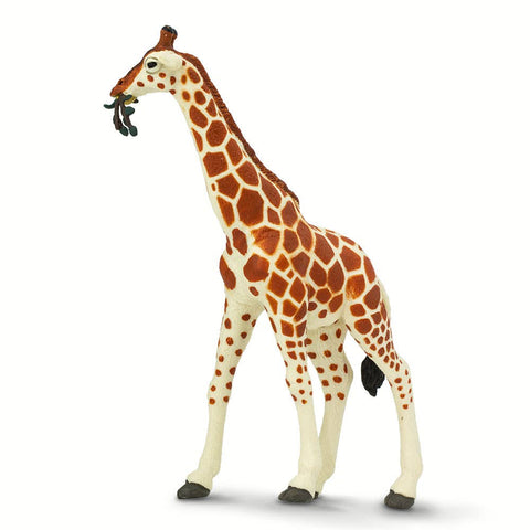 Cream and tan Giraffe with a small branch in his mouth