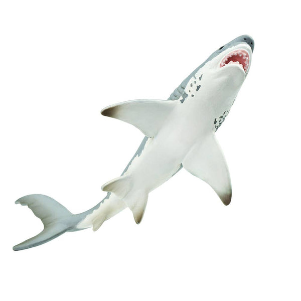 7 inches long and 3 inches wide, our great white shark figurine is a touch larger than a soda can on its side. Almost all sharks have white undersides alongside slate gray skin