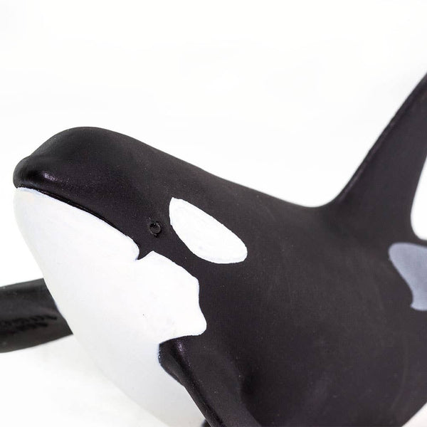 Close up of Orca