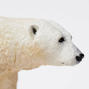 White Polar Bear