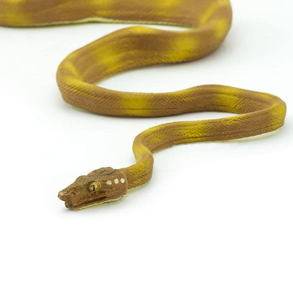 Yellow and tan Amazon Tree Boa. 