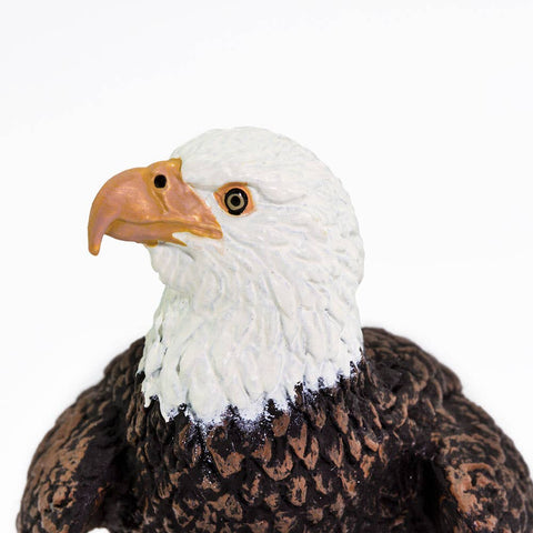 Up close of the bald eagle's white head