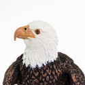 Up close of the bald eagle's white head