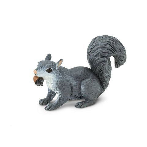 Gray Squirrel with a  nut in his mouth