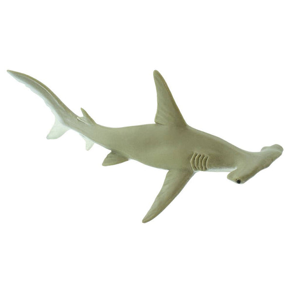 shade of grayish-brown hammerhead shark