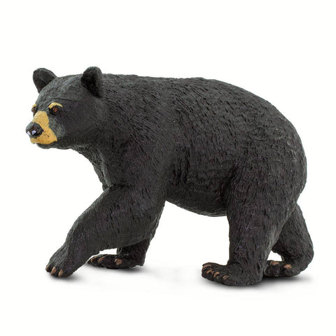 Black bear with tan markings around his face