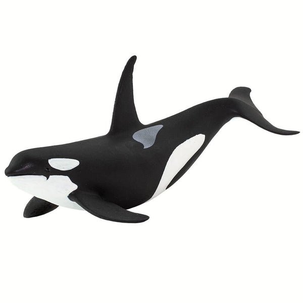 This hand-painted Orca figurine measures 6" from nose to tail, and is 3" tall at the tip of its dorsal fin. It's a little larger than a can of cola. Its colors are black above contrasted with white below, and features the whale's trademark white patches just above and behind each eye