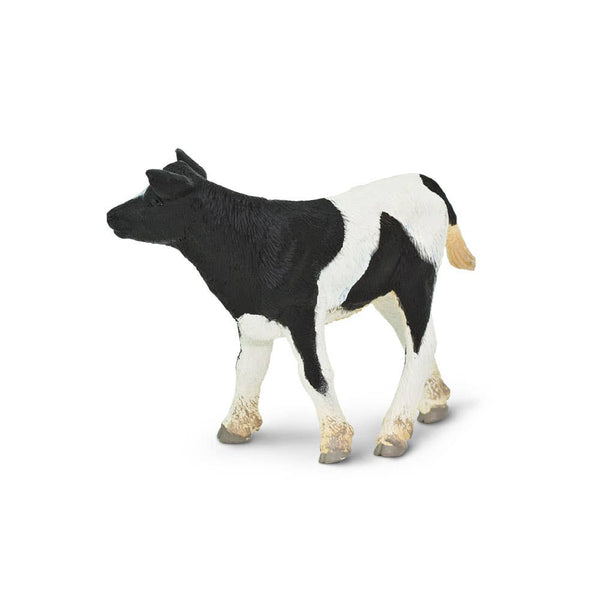 black and white holstein calf