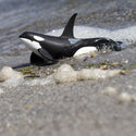 This hand-painted Orca figurine measures 6" from nose to tail, and is 3" tall at the tip of its dorsal fin. It's a little larger than a can of cola. Its colors are black above contrasted with white below, and features the whale's trademark white patches just above and behind each eye on the beach