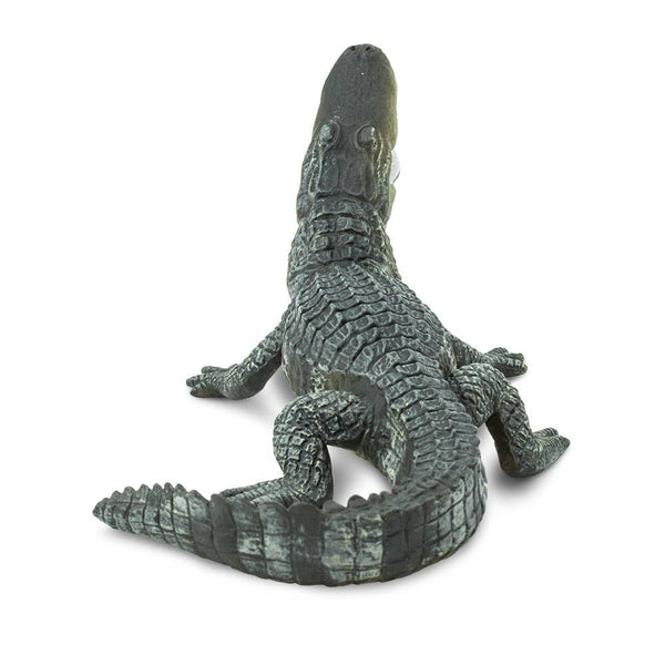Alligator with his mouth open wide. Back view
